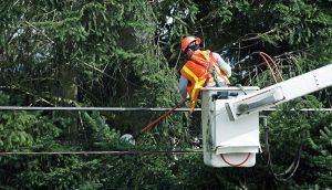 Man cutting tree branches away from power lines